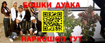 сатива Новозыбков