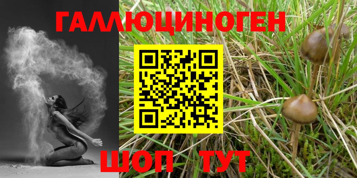 Галлюциногенные грибы Psilocybine cubensis  Вход с VPN  Ульяновск 